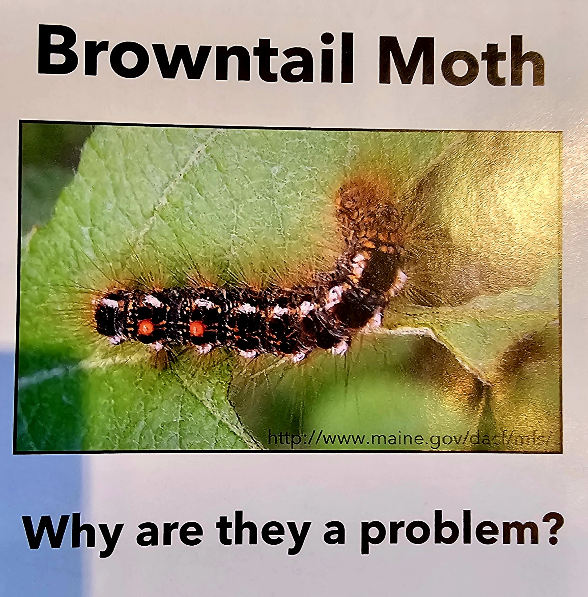 Browntail Moth Picture